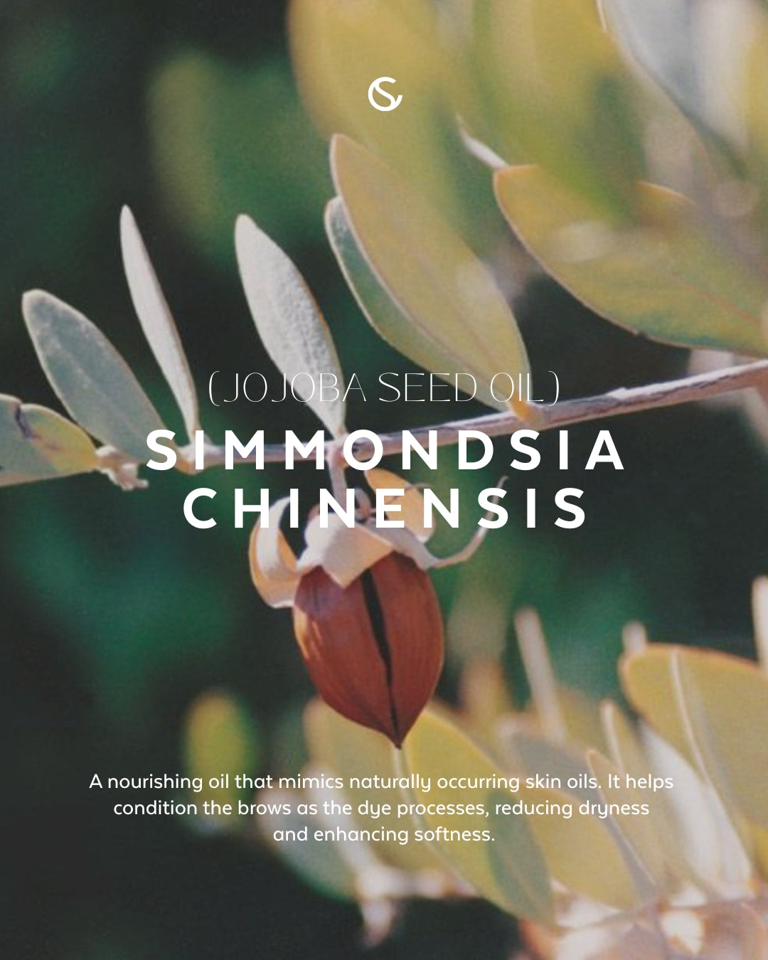 Supercilium Brow Henna – Teinte noire